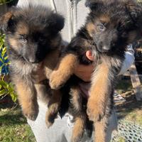 Femmine pastore tedesco a pelo lungo