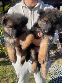 Femmine pastore tedesco a pelo lungo