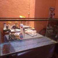 Teca rettili/tartarughe