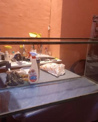 Teca rettili/tartarughe