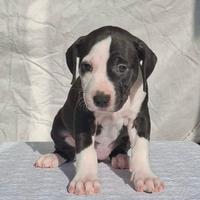 Cucciola di American Pitbull terrier