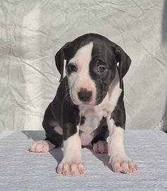 Cucciola di American Pitbull terrier