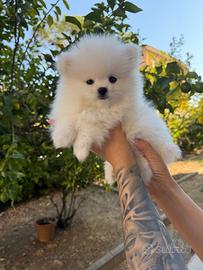 Pomeranian