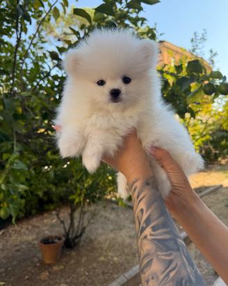 Pomeranian