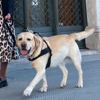 Labrador maschio puro sangue con pedigree