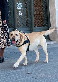 Labrador maschio puro sangue con pedigree