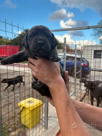 Cuccioli cane corso