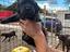 Immagine 1