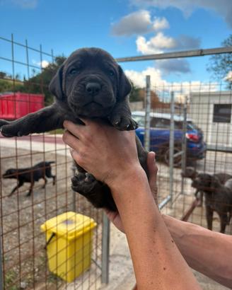 Cuccioli cane corso
