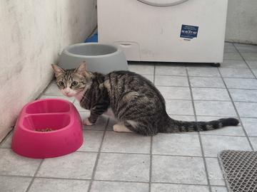 gatto europeo