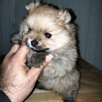 Spitz pomerania