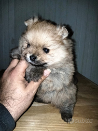 Spitz pomerania