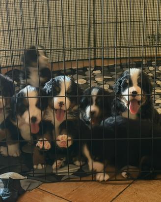 Cuccioli Bovaro del Bernese