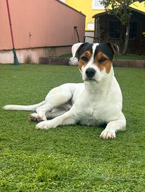Jack russel per accoppiamento