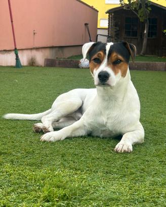 Jack russel per accoppiamento