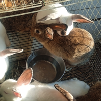 Coniglietti con gabbia