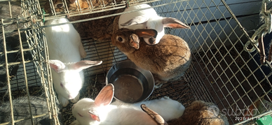 Coniglietti con gabbia