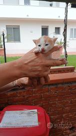 Ultima gattina