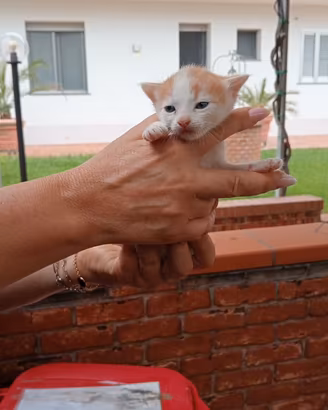 Ultima gattina
