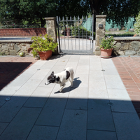 Meticcio taglia piccola