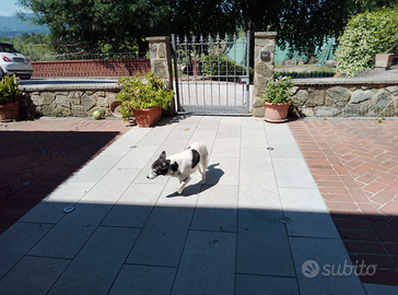 Meticcio taglia piccola