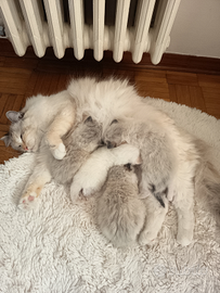 Cuccioli Ragdoll