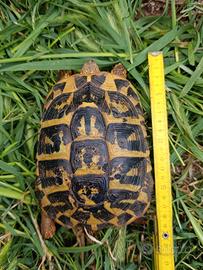 Tartaruga Testudo hermanni testuggine