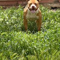 Pitbull femmina