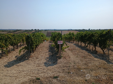 Terreno agricolo vigneto