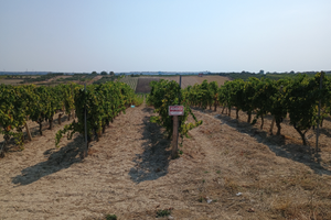 Terreno agricolo vigneto