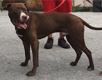 Pitbull in adozione