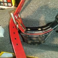 collari GPS per cani 