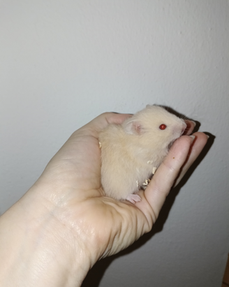 Criceto dorato