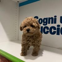 Barboncini mini toy albicocca subito disponibili