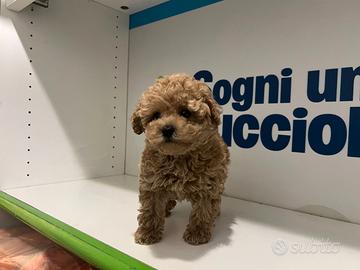 Barboncini mini toy albicocca subito disponibili