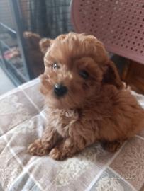 Barboncino Red rosso