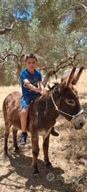 Cavallo/Asino