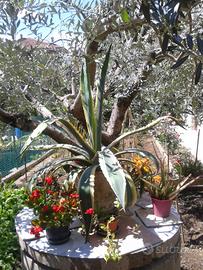 Agave americana variegata piante grasse