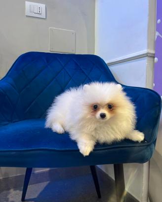Spitz di Pomerania