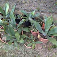 Piante grasse