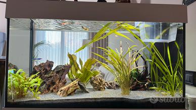 Acquario