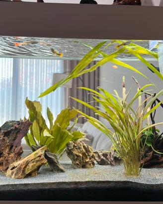 Acquario