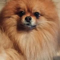 Spitz piccolo di pomerania