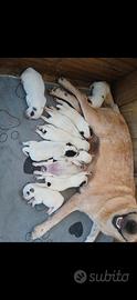 Cuccioli australian cattle dog