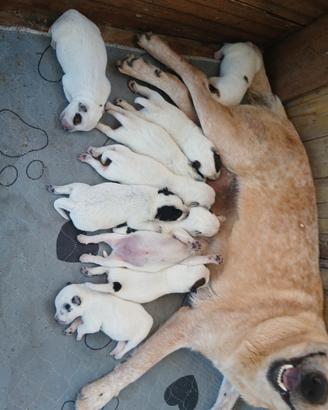 Cuccioli australian cattle dog