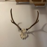 Testa di cervo con palco 50 cm