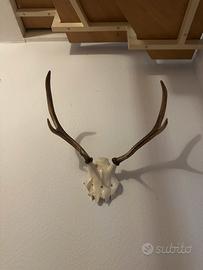 Testa di cervo con palco 50 cm
