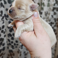 Maltipoo Maschio e femmina futura taglia piccola