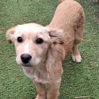 Achille, dolce cucciolo in adozione