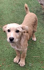 Achille, dolce cucciolo in adozione